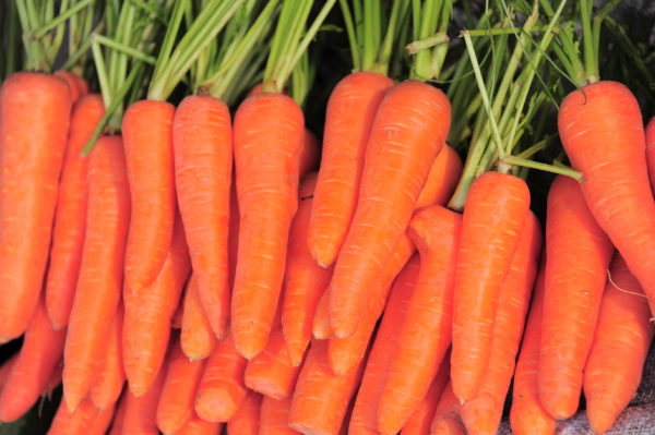 Bushel of carrots with stems.